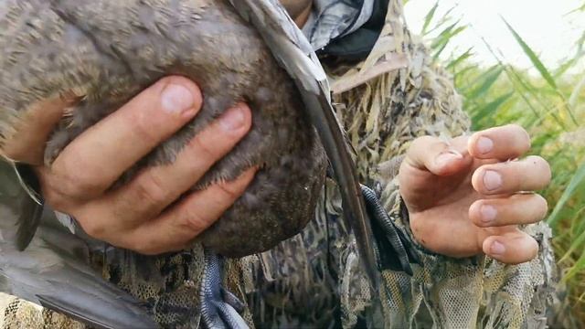 Охота на дикую утку в Крутинском районе Омской области. Сезон 2020.
