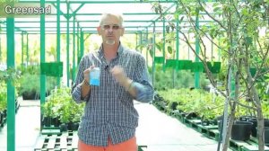 Парша  Как бороться с паршой на яблоне