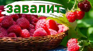 Даже хилая малина ЗАВАЛИТ УРОЖАЕМ! Календарь от агронома по уходу за малиной на весь год