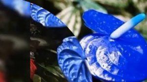 Blue Colour Anthurium 🌸flowers #short