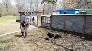 Русский черный терьер. Охрана вещи.