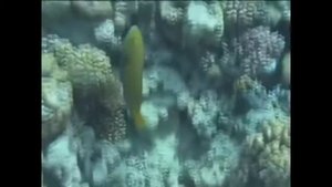 Рыбки в море не молчат