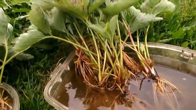 Клубника, саженцы, самые обильно-плодоносные сорта, Хоней, Вайбрант, Дарселект и Пегас. 02.09.17. смотреть онлайн