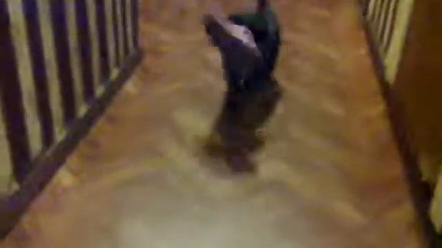 Пудель. смотреть онлайн