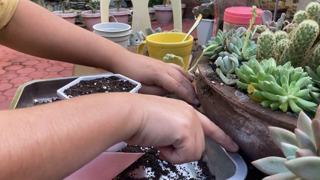 Succulent for Beginners|Lowland Succulent Care Guide💛 смотреть онлайн