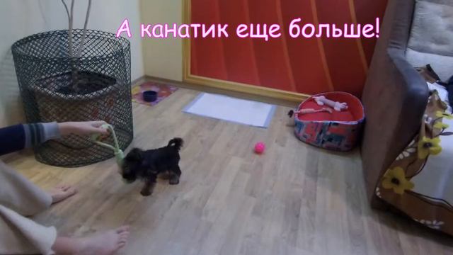 Игрушки для йорка. Бантики для моего щенка и не только...