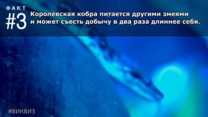 Что ты еще не знаешь о змеях? #ФактыПротивМифов | Вопрос 257 | Викторина "Виквиз"