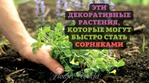 Эти декоративные растения, могут быстро стать сорняками.??