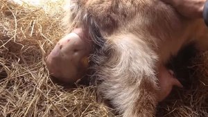 Окот (роды) у камерунской козы Маруси.