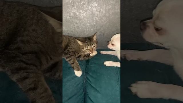 Как кошка с собакой.