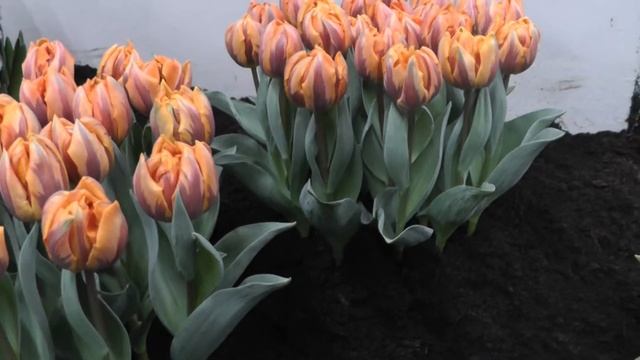 Tulip "Orange Princess" смотреть онлайн