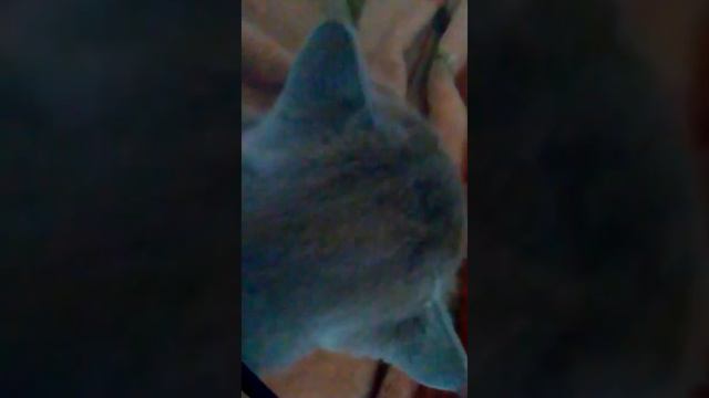 История моих животных часть 2 смотреть онлайн