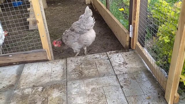 Местная знаменитость) Даю свободу, не идут. Грибы🍄, томаты🍅 смотреть онлайн