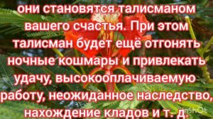 Папоротник и чудесные магические свойства, поистине волшебные силы.