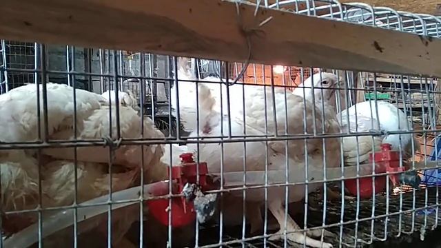 Мягкие яйца у кур. Подтверждение моей теории.