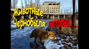 Что происходит с животными в чернобыльской зоне\ Знаете ли Вы ?!