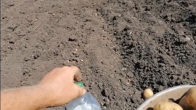 Как теща нашла средство от проволочника. #огород #картошка #дача смотреть онлайн