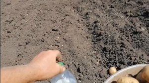 Как теща нашла средство от проволочника. #огород #картошка #дача