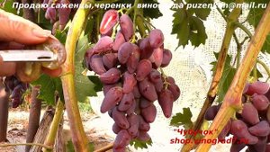 Виноград ДУБОВСКИЙ РОЗОВЫЙ крупные грозди и ягоды даже на молодом кусте. Пузенко Наталья Лариасовна
