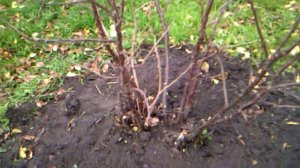 Осенняя обрезка красной смородины.