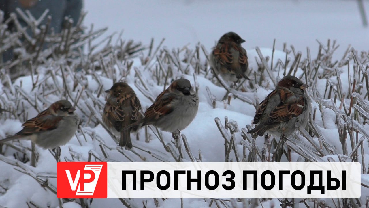 ВОЛГОГРАДЦАМ ПООБЕЩАЛИ ВЕТРЕНУЮ, НО НЕ МОРОЗНУЮ ПОГОДУ К КОНЦУ НЕДЕЛИ