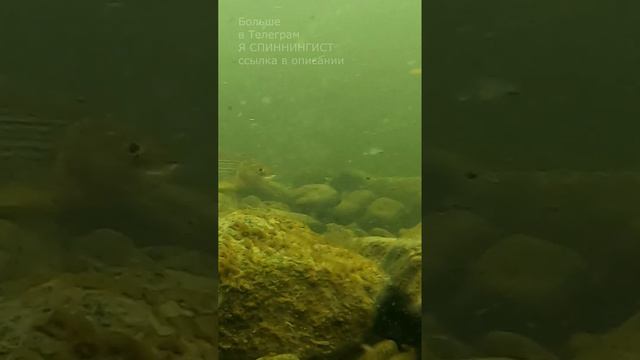 Рыбалка на Горной реке