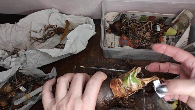 02.11.20.Гиппеаструмы на покое.. проверка.. смотреть онлайн