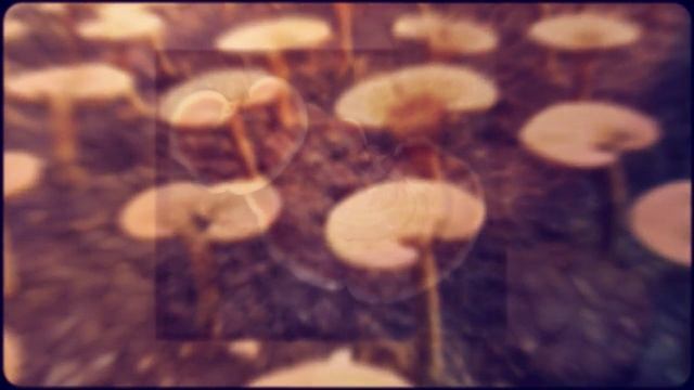 Healthy Mushrooms: Reishi, Ganoderma Lucidum, Lingzhi - Ganoderma Coffee