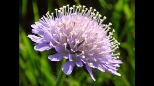 Короставник полевой Knautia arvensis