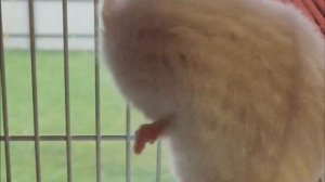 Плюсы и Минусы Хомяков яХрумка