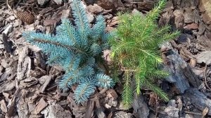 Прививка голубой ели через два года!