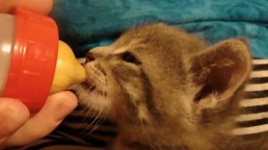 Кормление котенка из соски