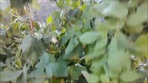 Ремонтантный безшипый сорт малины Джоан Джей.