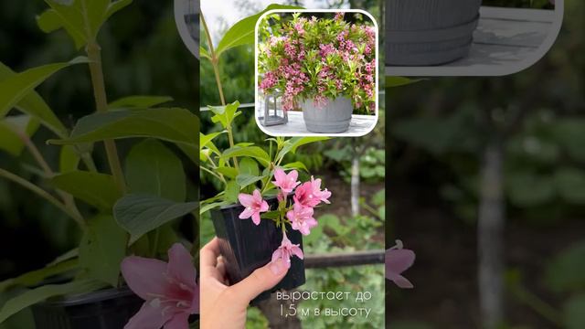 Вейгела розовая смотреть онлайн