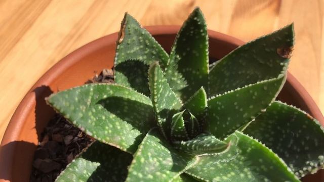 Aristaloe Aristata (Lace Aloe) - HD Succulent Video (4K) смотреть онлайн