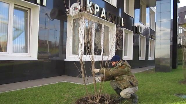 Обрезка сирени.Осень