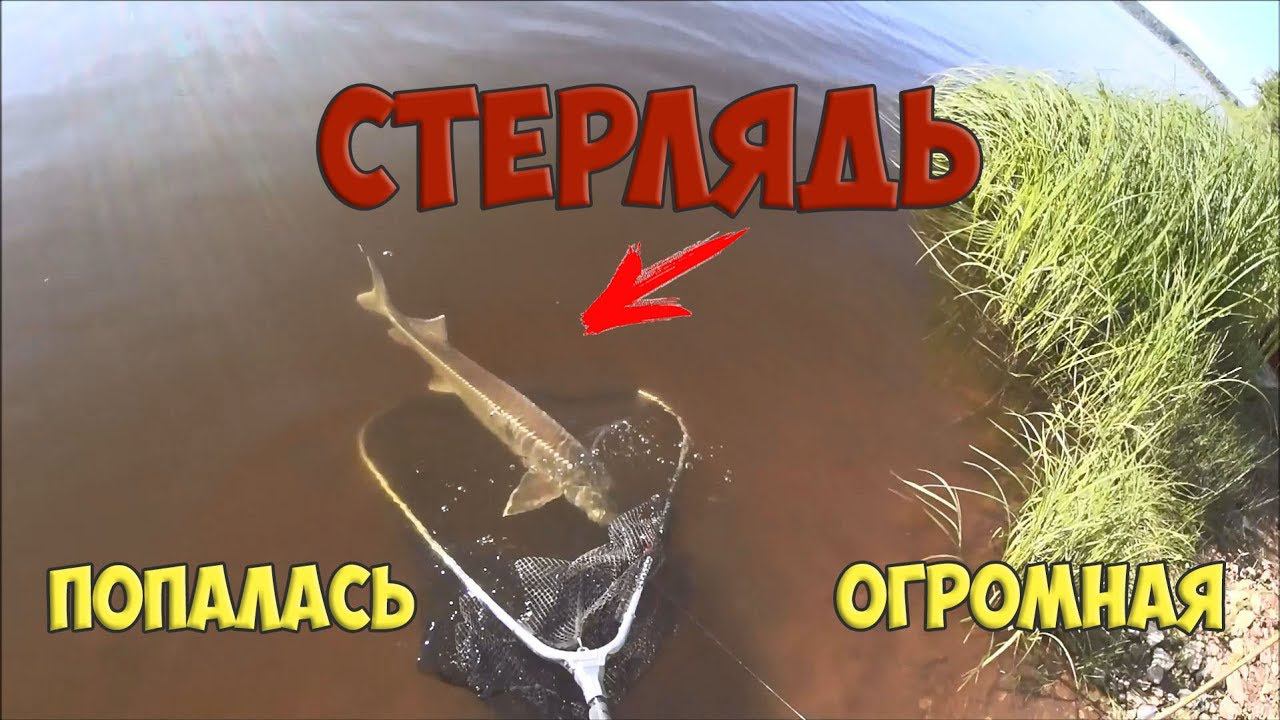 Огромная стерлядь. Попробуй поймай такую. Ловля стерляди на донки. Рыбалка сплавом. смотреть онлайн
