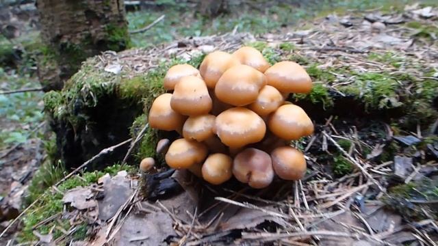 Опенок летний (Kuehneromyces mutabilis) смотреть онлайн