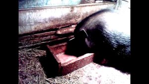 Зимнее Кормление Вьетнамских Травоядных Поросят.