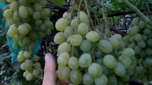 Сорт винограда"Деметра"