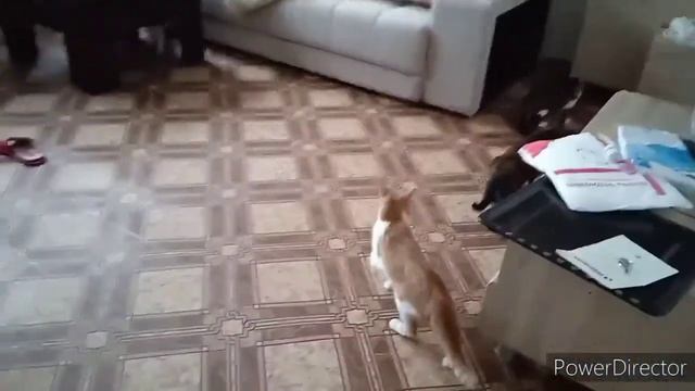 РЕАКЦИЯ КОШЕК НА НОВУЮ КВАРТИРУ | ИНТЕРЕСНОЕ ВИДЕО С КОШКАМИ | КАК КОШКИ РЕАГИРУЮТ НА ПЕРЕЕЗД смотреть онлайн