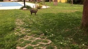 СЕГОДНЯ ЯВНО НЕ ДЕНЬ КОШЕК Спасаю кошку Турция Кемер