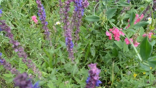 Полевые цветы смотреть онлайн