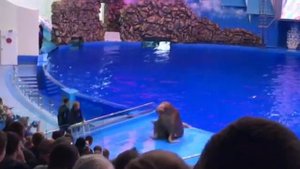 Океанариум Владивосток. Морж напал на тренера