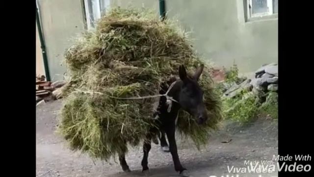 с. Гилиб Чародинского района. р Дагестан