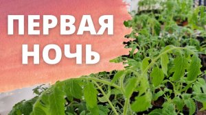 первая ночь в теплице для помидор