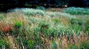 Стрекот Кузнечиков и Цикад. Стрекотание Кузнечиков. Звук Кузнечиков. Футаж Звук Кузнечиков и Цикад