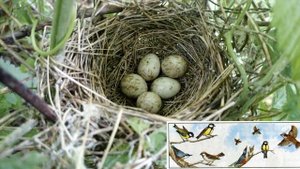 Окружающий мир 3 класс ч.1, тема урока "Размножение и развитие животных", с.100-105, Школа России.