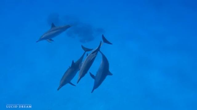 Расслабляющая музыка с океанскими волнами: красивое фортепиано, музыка для сна, снятие стресса смотреть онлайн