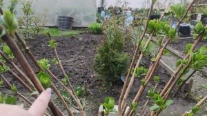 Обрезка крупнолистной гортензии ????